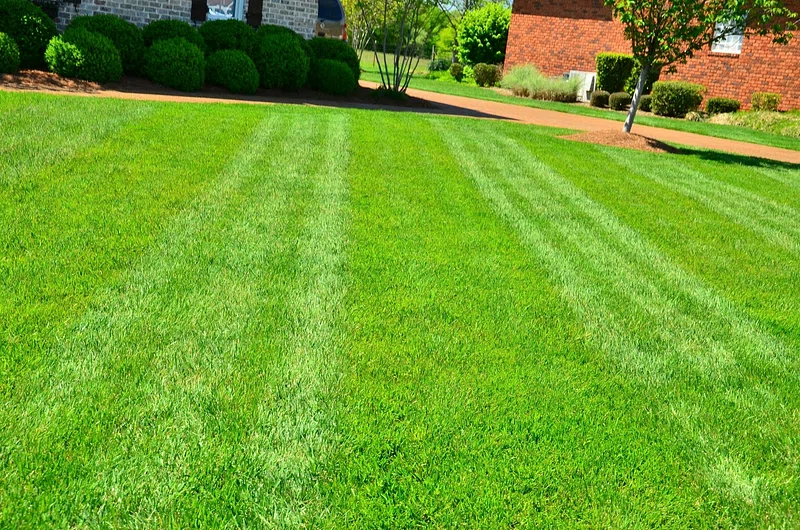 Grass lawn fertilizer service